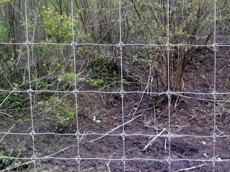 ��ԭ�o(h��)�ھW(w��ng)